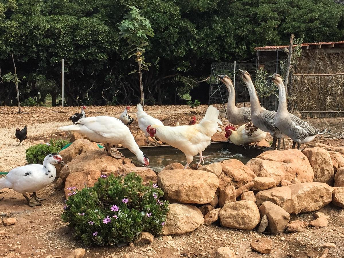 Azienda Agrituristica Tenuta Pizzolungo Ериче Екстер'єр фото